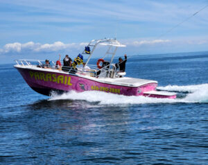 Pink-hulled Catalina Xtreme Parasail boat moving quickly in open water with PARASAIL and (626) 290-2888 painted on side